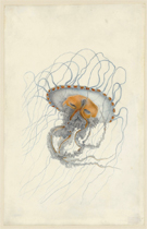 201407_jellyfish_2.jpg