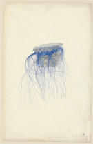 201407_jellyfish_3.jpg