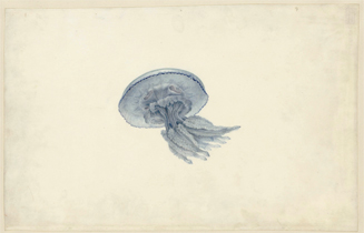 201407_jellyfish_4.jpg