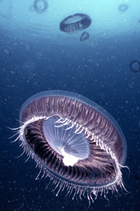 201409_meduses_1.jpg