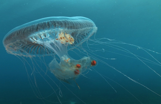 201409_meduses_2.jpg