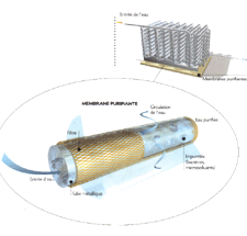 membrane.gif