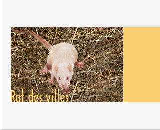 200105_rats_1.jpg 200105_rats_1.jpg