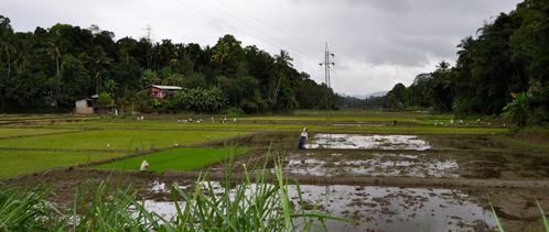 201703_rizieres_SriLanka.jpg